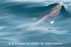 Image result for Balaenoptera acutorostrata