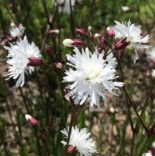 Image result for Lychnis flos-cuculi