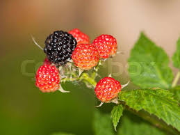 Attēlu rezultāti vaicājumam “Rubus plicatus fruit”