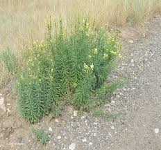 Attēlu rezultāti vaicājumam “Linaria vulgaris bud”