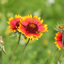 Image result for Gaillardia pulchella