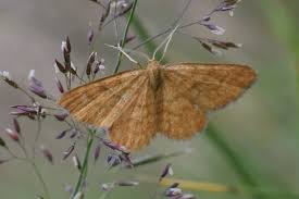 Attēlu rezultāti vaicājumam “Idaea serpentata”