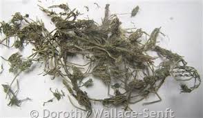 Attēlu rezultāti vaicājumam “Chara intermedia”