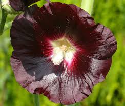 Image result for Alcea rosea nigra