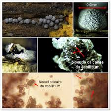 Attēlu rezultāti vaicājumam “Oligonema sp.”