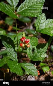 Attēlu rezultāti vaicājumam “Rubus saxatilis fruit”
