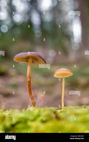 Attēlu rezultāti vaicājumam “Strobilurus esculentus”