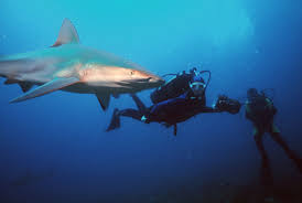 Image result for South Axholme Sharks Asc