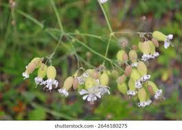 Image result for Silene vulgaris