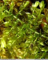 Attēlu rezultāti vaicājumam “Eurhynchium hians”