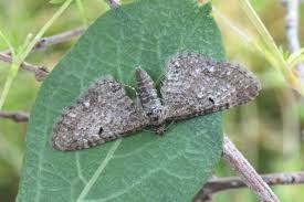 Attēlu rezultāti vaicājumam “Eupithecia satyrata”