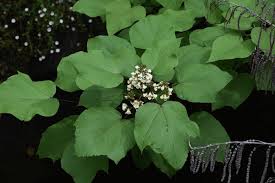 Attēlu rezultāti vaicājumam “Catalpa ovata leaf”