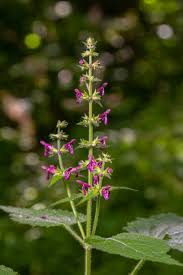Attēlu rezultāti vaicājumam “Stachys sylvatica flower”