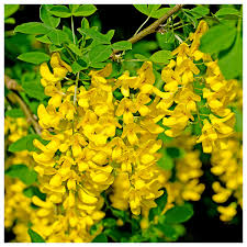 Attēlu rezultāti vaicājumam “Laburnum anagyroides flower”
