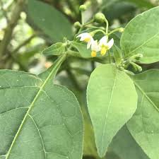 Attēlu rezultāti vaicājumam “Solanum nigrum leaf”