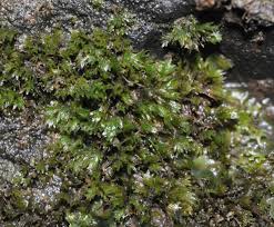 Attēlu rezultāti vaicājumam “Fissidens bryoides”