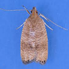 Attēlu rezultāti vaicājumam “Oecophoridae”