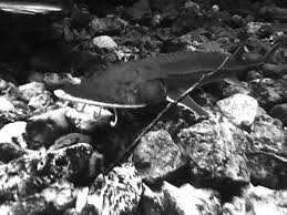 Image result for Scaphirhynchus platorynchus