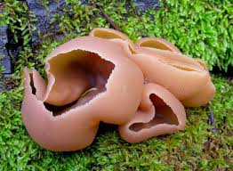 Attēlu rezultāti vaicājumam “Peziza repanda”