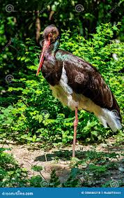 Attēlu rezultāti vaicājumam “Ciconia nigra”