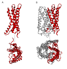 Attēlu rezultāti vaicājumam “Lycogala cf. fossiculatum”