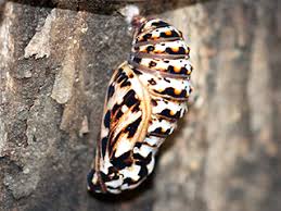 Attēlu rezultāti vaicājumam “Mellicta athalia upperside”