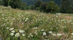 Image result for Heracleum sphondylium