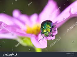 Attēlu rezultāti vaicājumam “Linaeidea aenea”