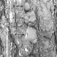 Attēlu rezultāti vaicājumam “Amaurochaete atra macro”