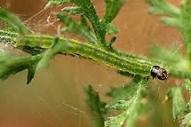 Attēlu rezultāti vaicājumam “Depressaria olerella”