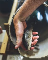 Image result for Sciaenops ocellatus