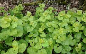 Image result for Alliaria petiolata