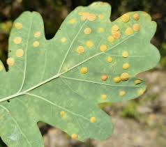 Attēlu rezultāti vaicājumam “Neuroterus quercusbaccarum”