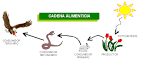 En las <b>cadenas</b> se indican las