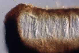 Attēlu rezultāti vaicājumam “Alyxoria varia”