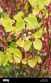 Attēlu rezultāti vaicājumam “Cercis siliquastrum”