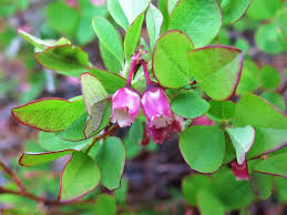 Attēlu rezultāti vaicājumam “Vaccinium uliginosum flower”