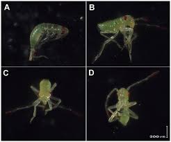 Attēlu rezultāti vaicājumam “Lygus nymph nymph”