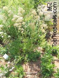 Image result for Valeriana officinalis