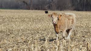 Image result for agrobellon tehron