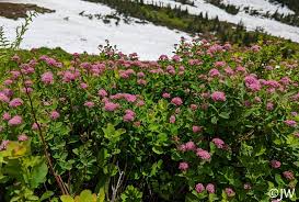 Attēlu rezultāti vaicājumam “Spiraea”