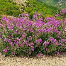 Image result for Weidenröschen