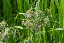 Attēlu rezultāti vaicājumam “Scirpus sylvaticus flower”