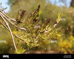 Attēlu rezultāti vaicājumam “Fraxinus excelsior Pendula female flower”