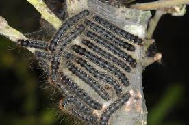 Attēlu rezultāti vaicājumam “Eriogaster lanestris larva”