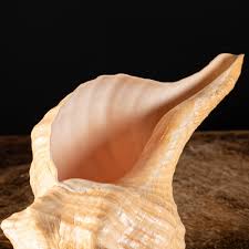 Image result for Triplofusus giganteus