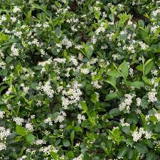 Attēlu rezultāti vaicājumam “Aronia melanocarpa”