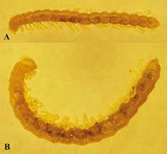 Attēlu rezultāti vaicājumam “Strongylosoma pallipes”