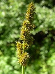 Attēlu rezultāti vaicājumam “Carex vulpina”