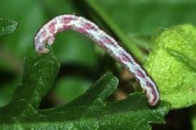 Attēlu rezultāti vaicājumam “Eupithecia centaureata”